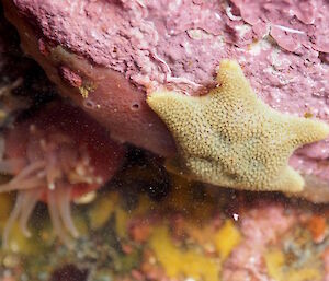 Tiny starfish, pink sponges, coralline algae and anemones.