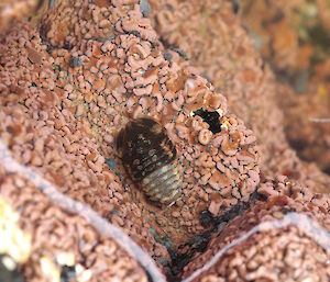 A large isopod and scattered smaller grey isopods.