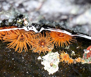 Brightly coloured anemones just below the waterline.