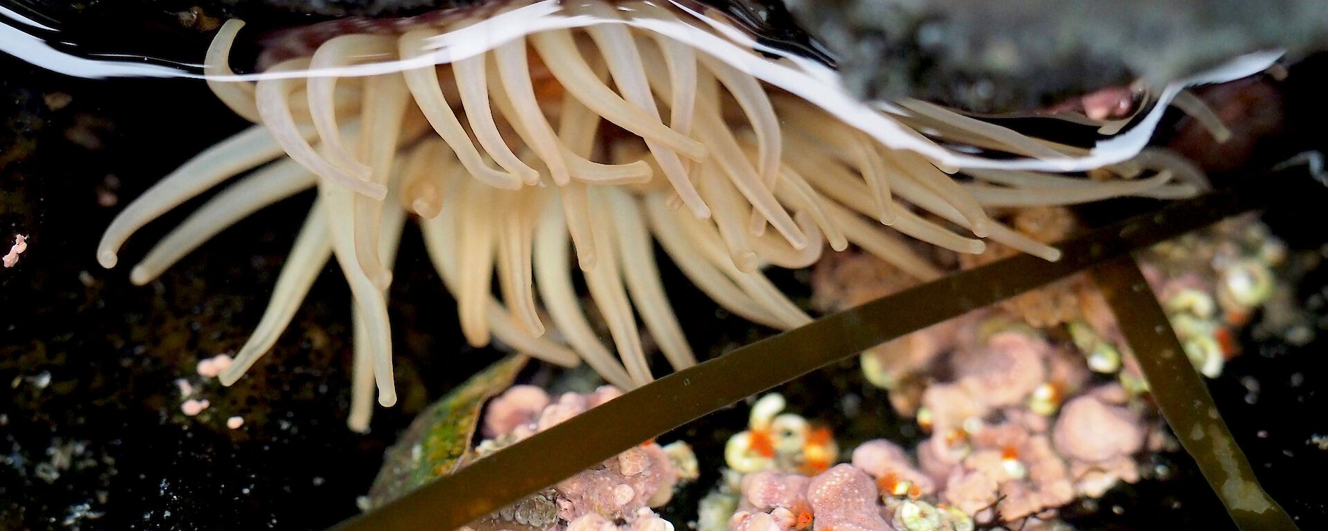 A large pale anemone and small tube worms.