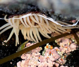 A large pale anemone and small tube worms.