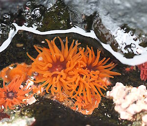 Brightly coloured orange and pink anemones.