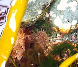 Kelp fronds floating over anemones.