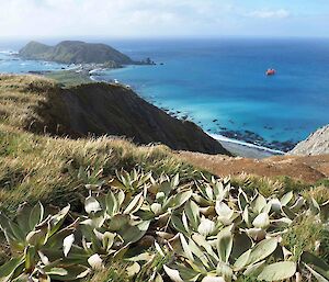 The view from Gadgets Gully during resupply. Pleurophyllum in the foreground and the resupply ship Aurora Australis in the background.