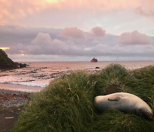 Resupply morning — A classic Macquarie Island sunrise.