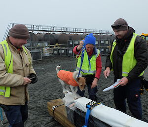 A small terrier named Nui trained to sniff out vermin checks out cargo that has just arrived on Macquarie Island with his handler Biosecurity Officer Sue Robinson while BSS’s Dave Brett and Tim Kerr look on