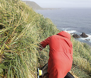 Jeremy Bird looking for one of the acoustic recorders he had deployed at the entrance to a grey petrel burrow