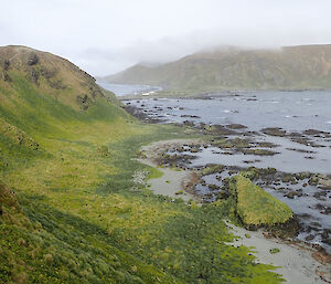 A view down the west side of North Head towards station with tussock covered slopes in the foreground and the station in the distance