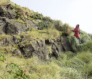 Jeremy Bird on the tussock and rock covered slopes of North Head
