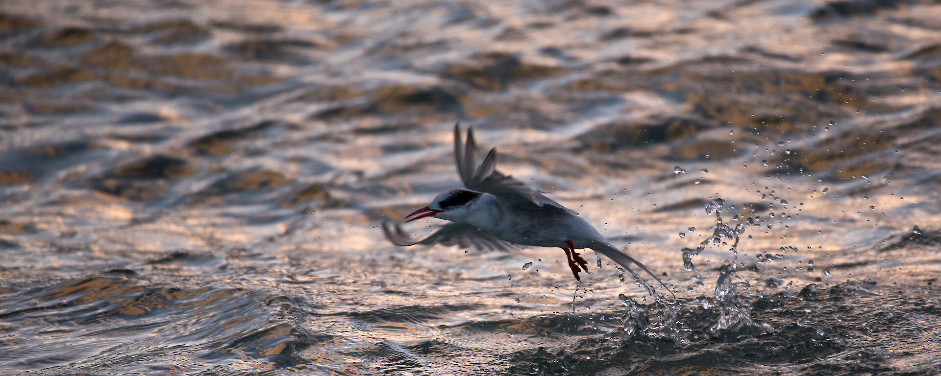 An Antarctic tern splashes the surface of the ocean just off the beach in Hasselborough