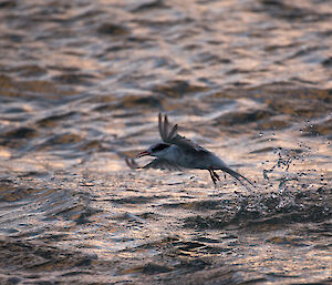 An Antarctic tern splashes the surface of the ocean just off the beach in Hasselborough