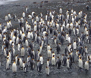 A group of King penguins at Sandy Bay, Macquarie Island