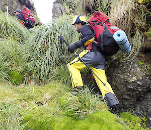 Greg Sandrey negotiates his way out of a steep gully carefully stepping over a well established Coloanthus