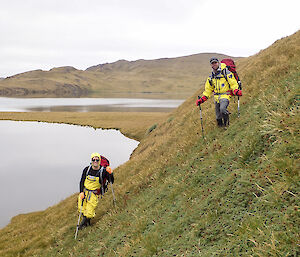 Chris Burns and Angus Cummings negotiate their way through a hillside covered in Aceana magellanica