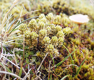 A picture of Huperzia australiana, now regenerating on the Varne Plateau, Macquarie Island since the eradication of cats, rabbits, rats & mice