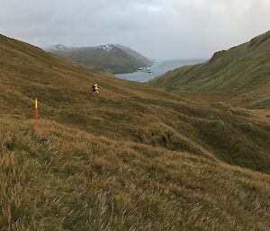 An expeditioner on the track down to Brothers Point on Macquarie Island recently