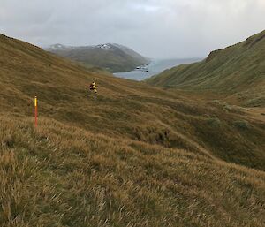 An expeditioner on the track down to Brothers Point on Macquarie Island recently