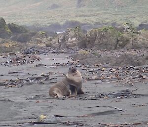 A Hookers sea lion at Bauer Bay on the west coast of Macquarie Island this week