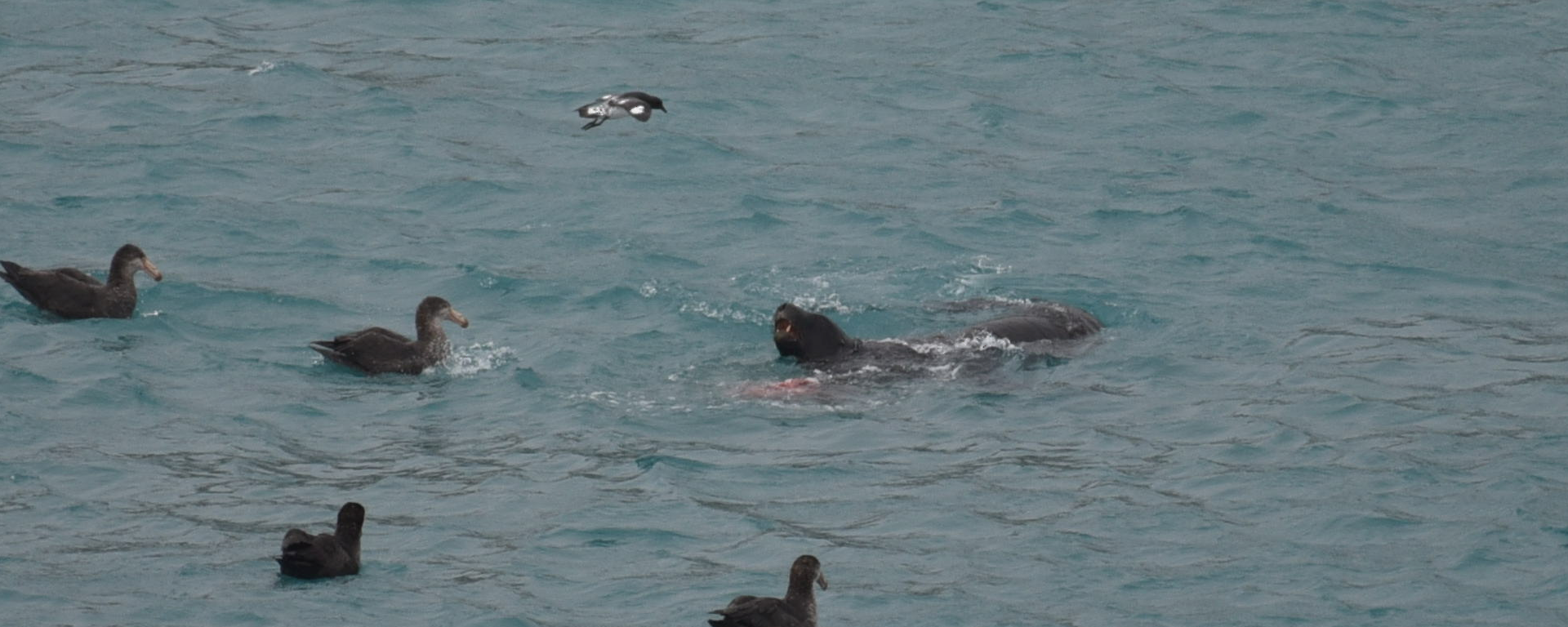 A Hookers sea lion in Buckles Bay surrounded by floating giant petrels with a cape petrel in Buckles Bay