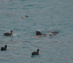 A Hookers sea lion in Buckles Bay surrounded by floating giant petrels with a cape petrel in Buckles Bay