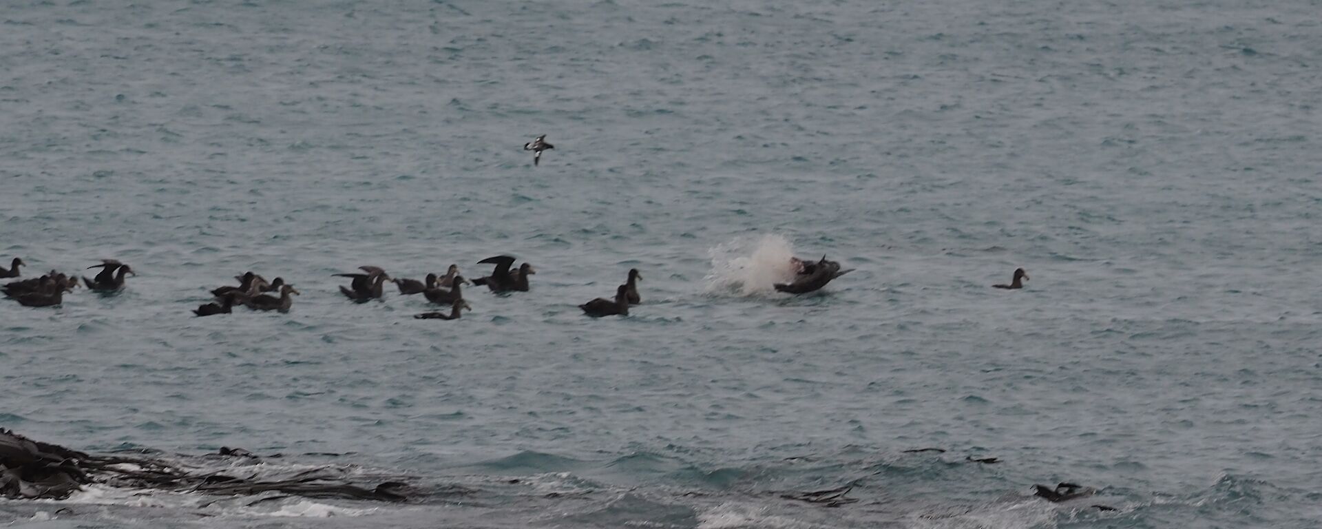 A Hookers sea lion with a young fur seal kill and surrounded by a flock of seabirds in Buckles Bay off Macquarie Island recently