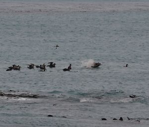 A Hookers sea lion with a young fur seal kill and surrounded by a flock of seabirds in Buckles Bay off Macquarie Island recently