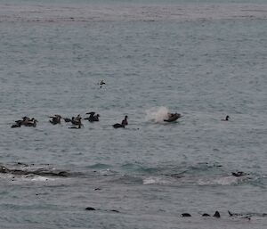 A Hookers sea lion with a young fur seal kill and surrounded by a flock of seabirds in Buckles Bay off Macquarie Island recently