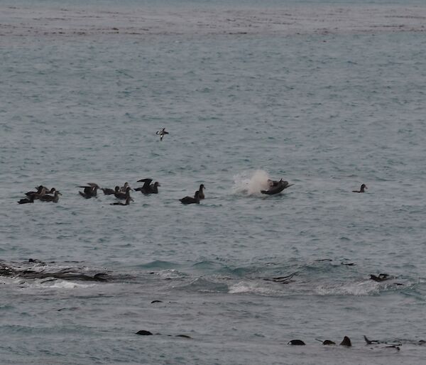 A Hookers sea lion with a young fur seal kill and surrounded by a flock of seabirds in Buckles Bay off Macquarie Island recently