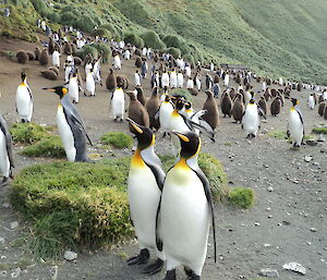 King penguins at Sandy Bay, Macquarie Island
