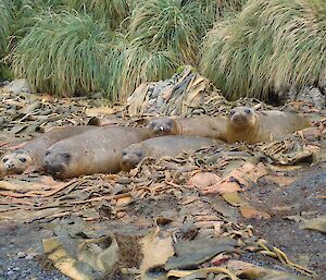 A group of elephant seals camouflaged in the kelp at Macquarie Island