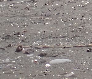 White pumice strewn across the black sand of Bauer Bay beach on Macquarie Island