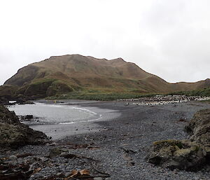 Green Gorge looking south toward the hut, with King penguin colony up from the shore edge toward the tussock line