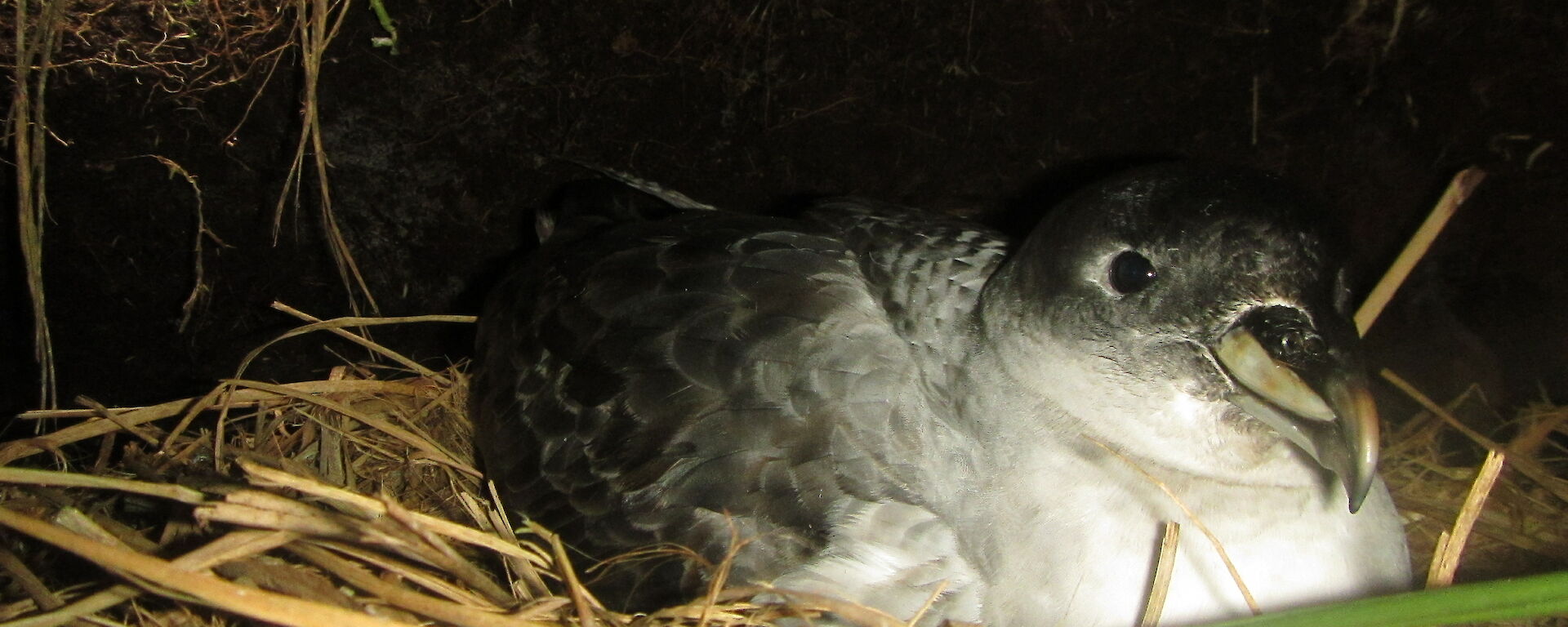 A Grey Petrel incubating its egg in its burrow on Macquarie Island
