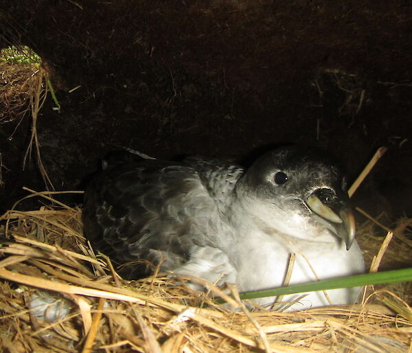 A Grey Petrel incubating its egg in its burrow on Macquarie Island