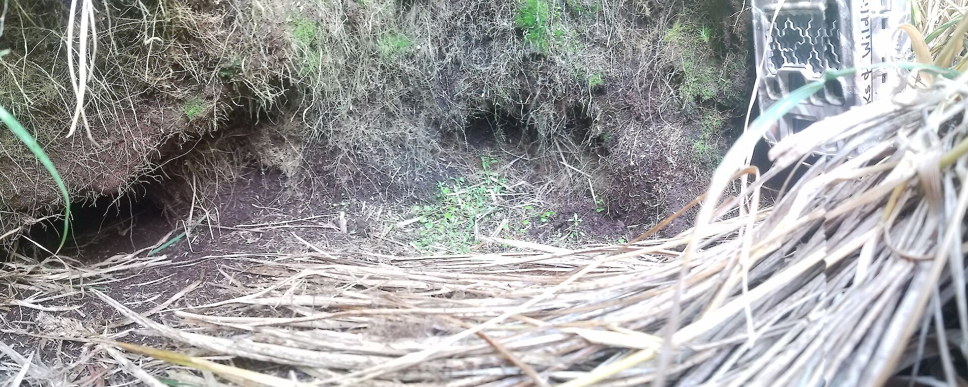 A remote camera set up at the entrance to a Grey Petrel burrow on Macquarie Island