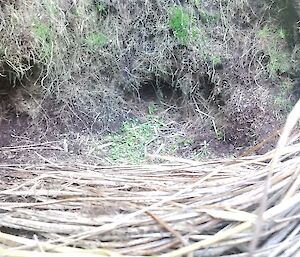 A remote camera set up at the entrance to a Grey Petrel burrow on Macquarie Island