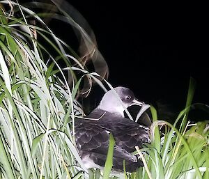 A Grey Petrel in the tussock at night on Macquarie Island