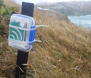 Na audiomoth low-cost audio recorder cable tied to a pole near grey petrel burrows on Macquarie Island