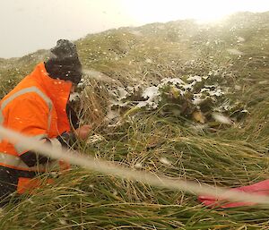 Greg Sandrey searching for grey petrel burrows on Macquarie Island