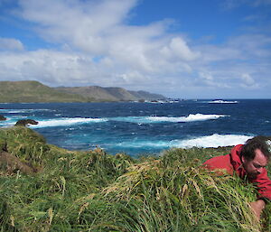 Jez Bird searching the lush tussock for seabird burrows on North Head, Macquarie Island