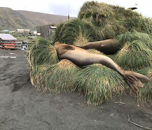 Two elephant seals lying on mounds of tussock on Macquarie Island