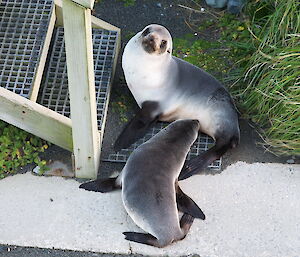 A female fur seal feeding her pup outside one of the accommodation buildings on Macquarie Island