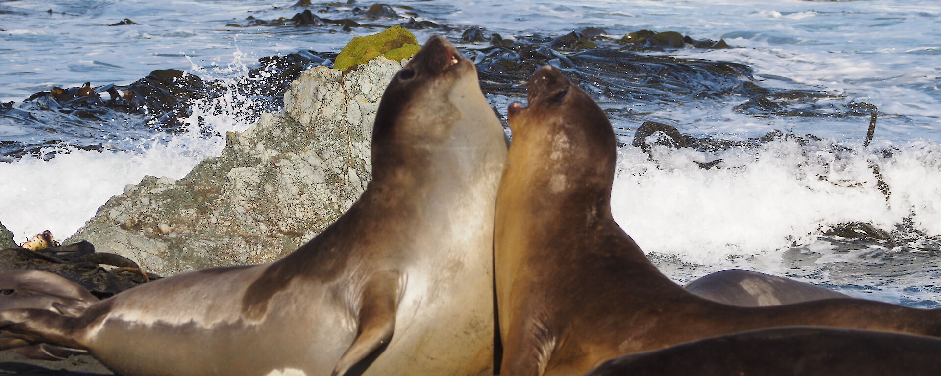 Two elephant seals sparring on the beach on Macquarie Island