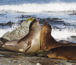 Two elephant seals sparring on the beach on Macquarie Island