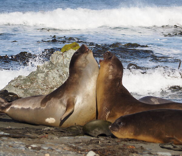 Two elephant seals sparring on the beach on Macquarie Island