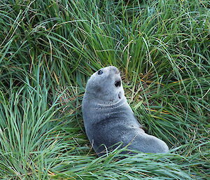 A young Antarctic fur seal in the tussock on Macquarie Island