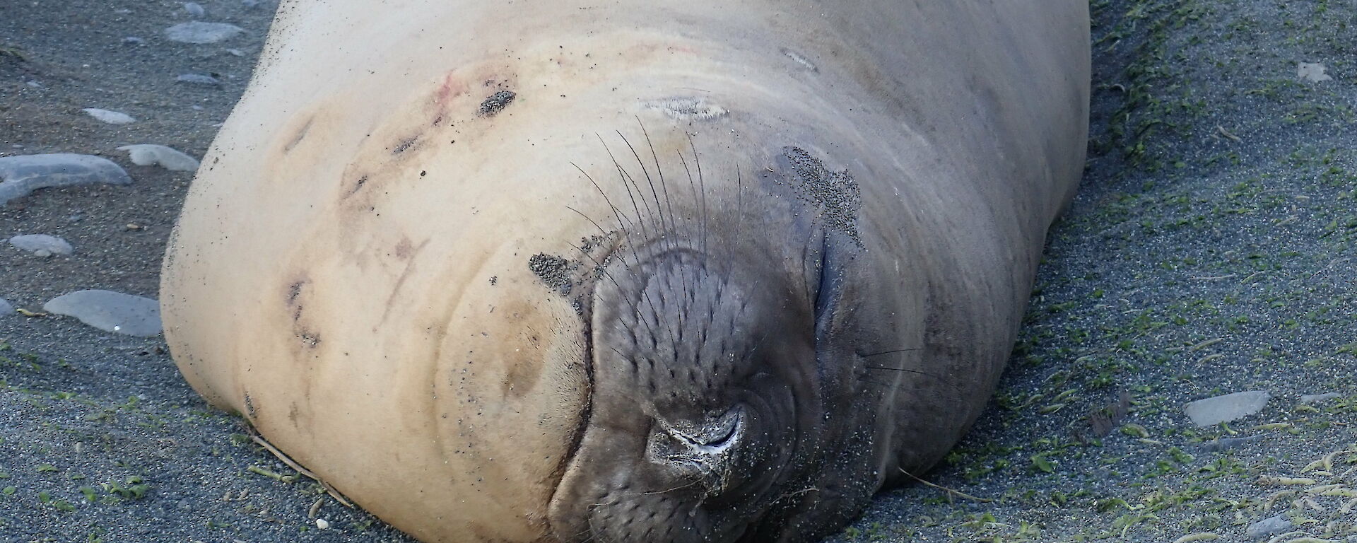 A young male elephant seal asleep on the isthmus, Macquarie Island