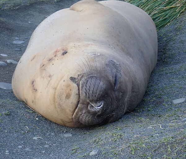 A young male elephant seal asleep on the isthmus, Macquarie Island