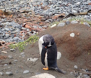 A Gentoo penguin, eyes closed, asleep on the beach, Macquarie Island