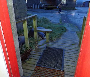 Young elephant seals at the door to Hass House, Macquarie Island